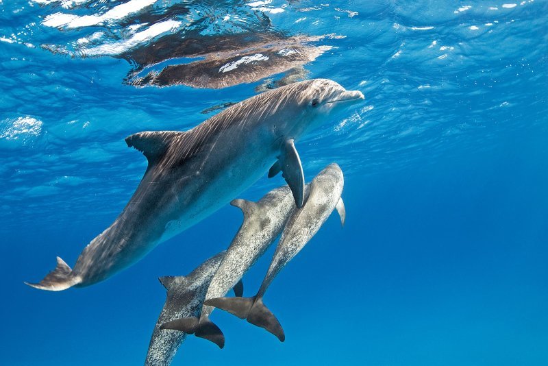 “3-hour dolphin trips (medium enclosed boat).”