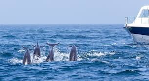 “3-hour dolphin trips (small private boat).”