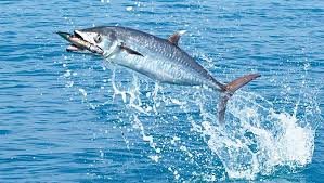 “4-hour fishing trips on a 24-foot boat (Kingfish trolling fishing).”