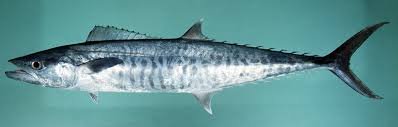 “4-hour fishing trips on a 42-foot boat (Kingfish trolling fishing).”