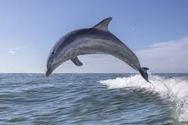 A 3-hour marine trip to see dolphins up close (“Open boat- 42 foot )