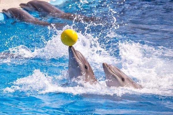 Dolphin World