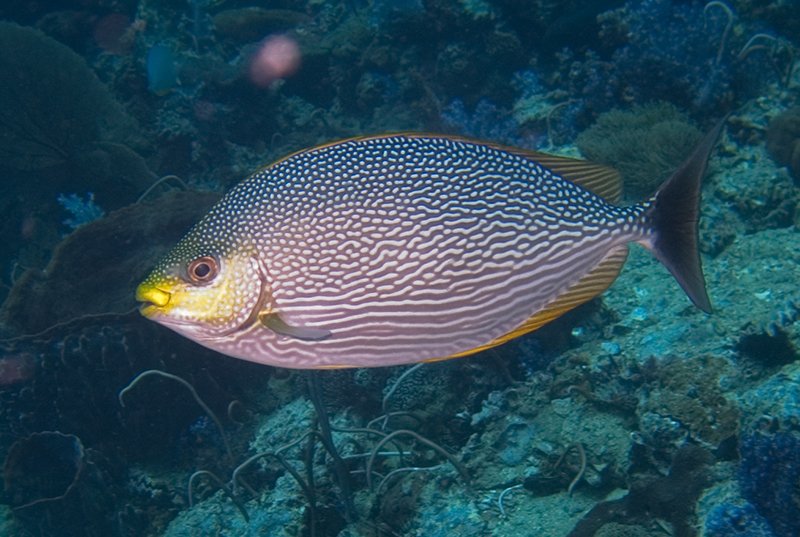 Tanour fishing trip (Safee fish fishing)